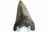 Fossil Megalodon Tooth - South Carolina #164981-1